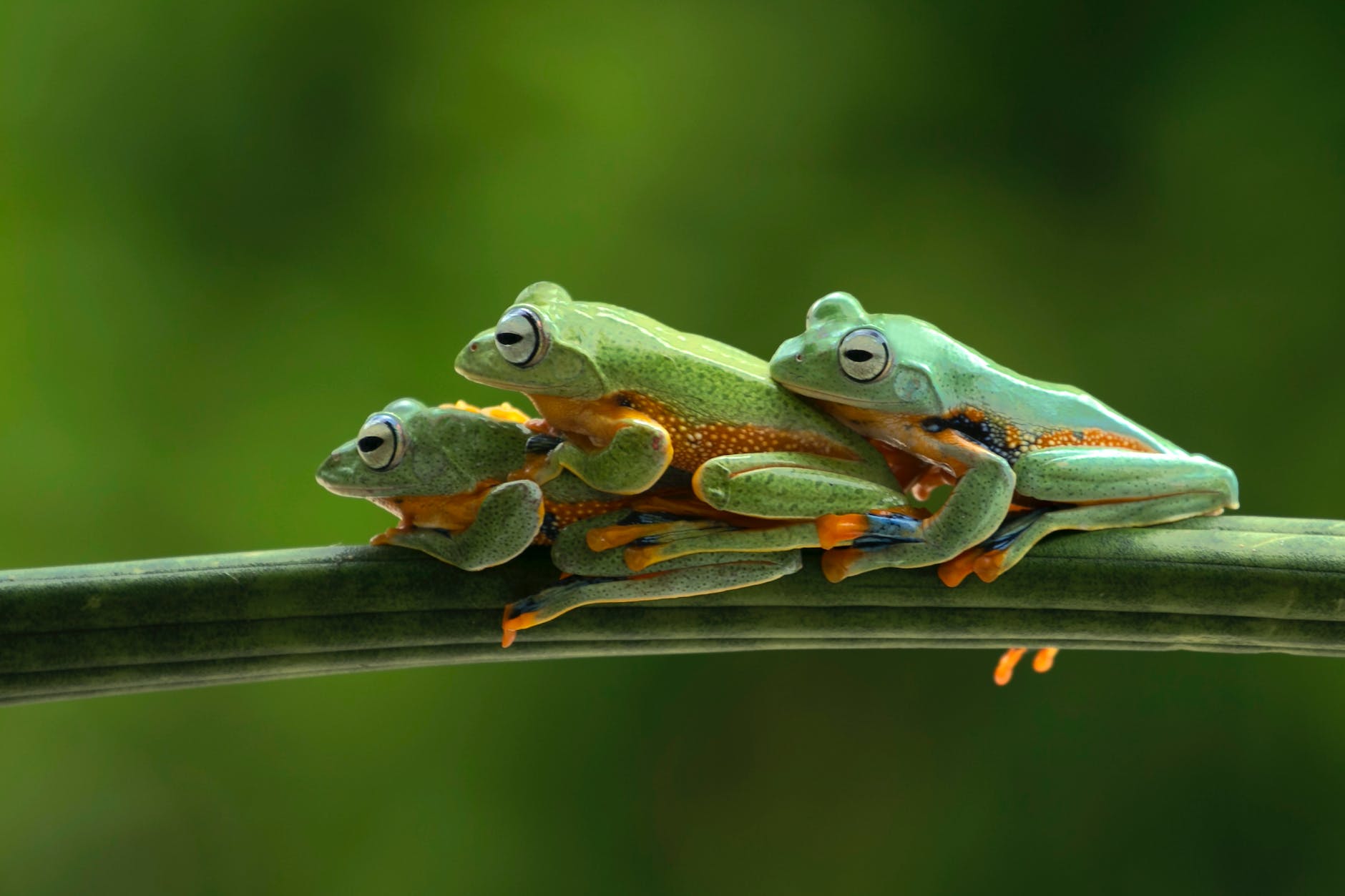 three frogs sitting on the stem
