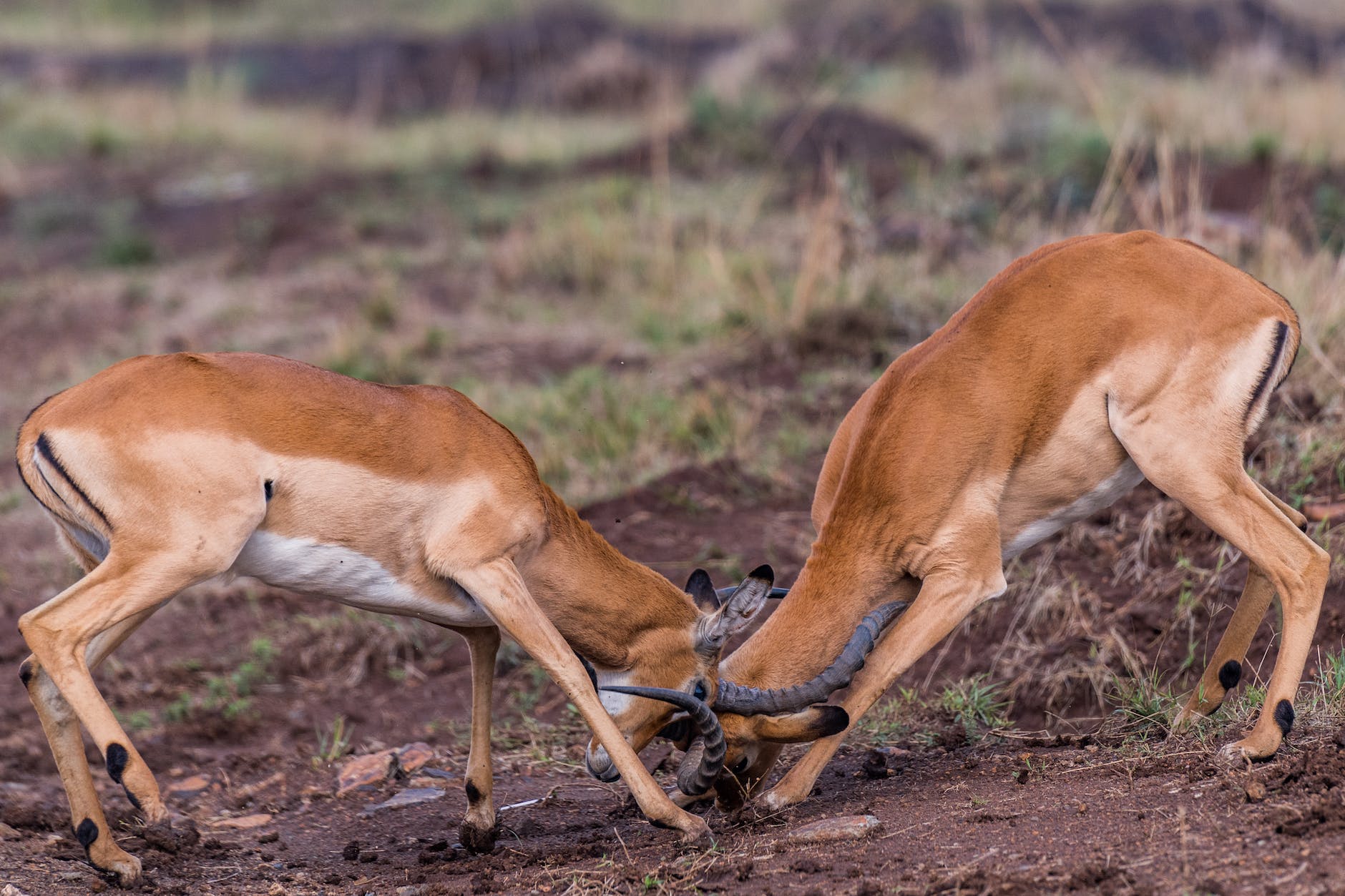 fighting brown deer on brown grass field